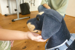 Hundeworkshop | Delavnica za ravnanje s psi
