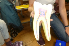 Zahngesundheit | Zdravje zob